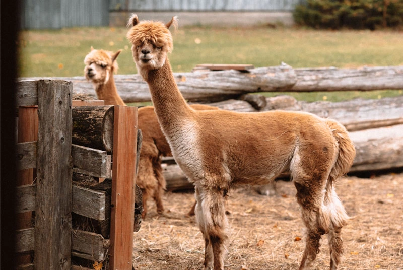 Alpacas on a farm