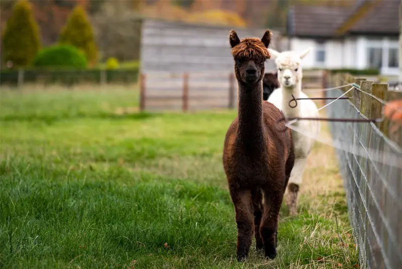 alpaca standing in a pasture near a farm fence